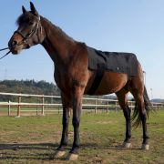 Full Body Red Light Therapy Horse with 660nm 850nm for Equine Care