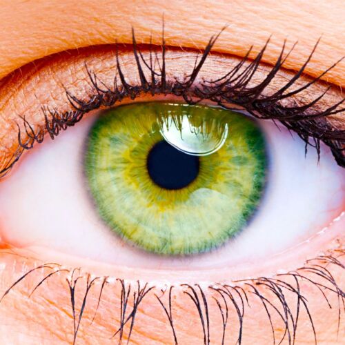 eye-tree-logo