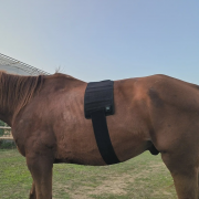Red Infrared Light Therapy Wrap for Horses back – Size: M